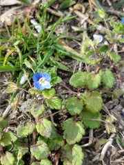 Veronica persica