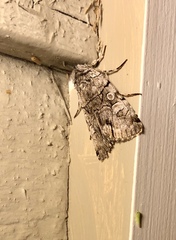 Sympistis chionanthi