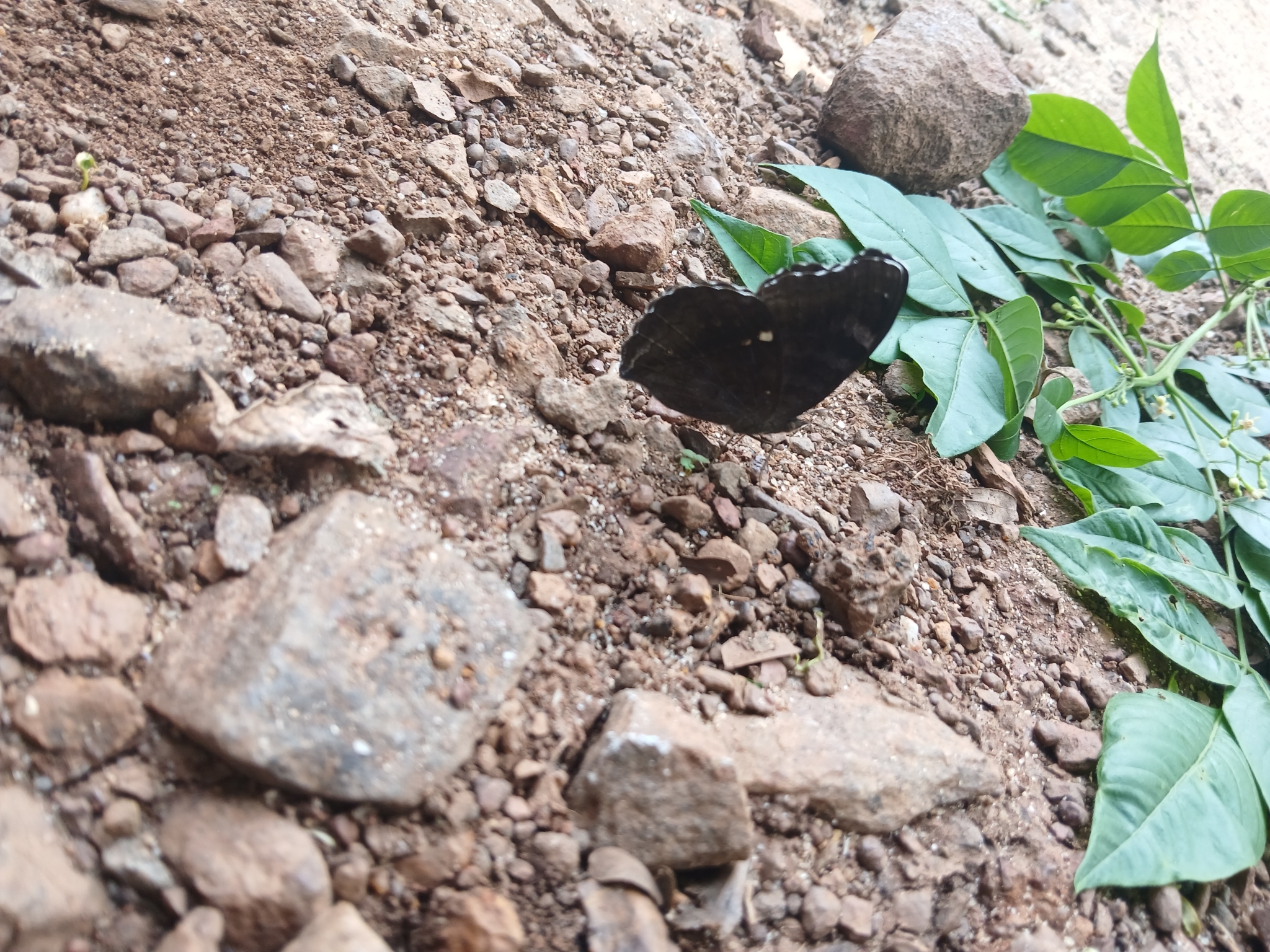 Chocolate Pansy