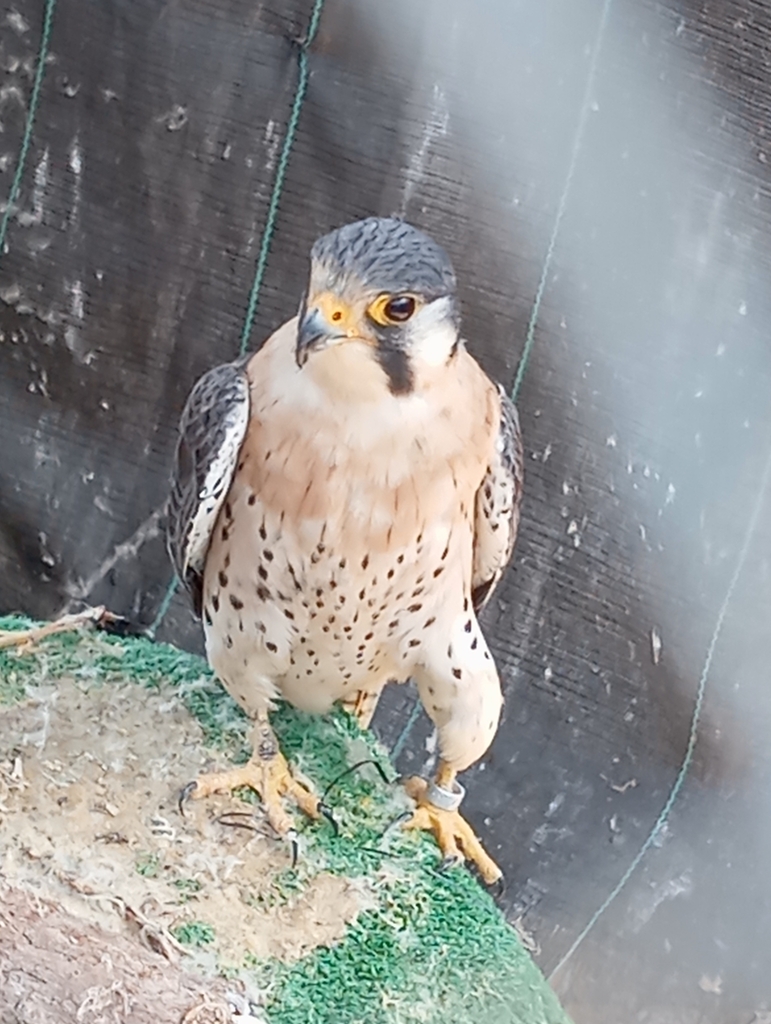 Peregrine Falcon × American Kestrel