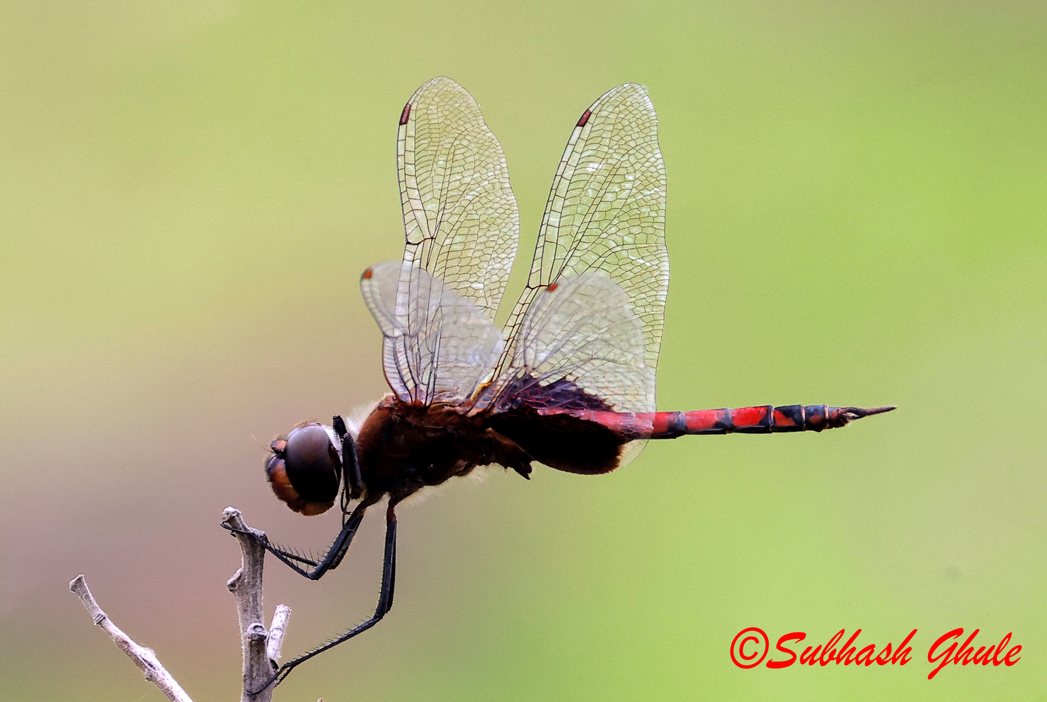 Black Marsh Trotter