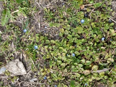 Veronica persica