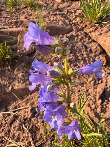 Neese's Blue Mountain Beardtongue (Penstemon scariosus)