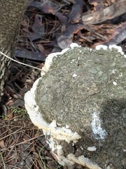 Polyporales