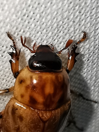 Cyclocephala lunulata