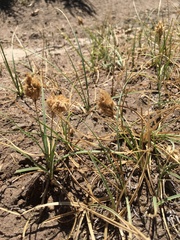 Carex douglasii