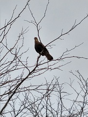 Caracara plancus