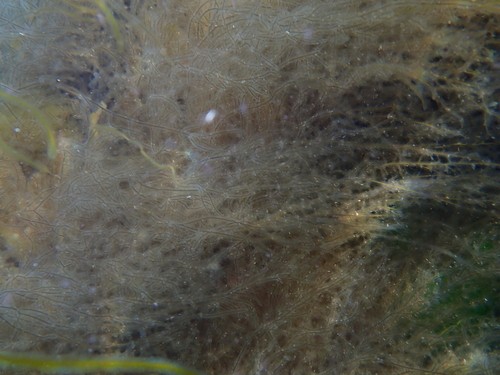 Sphaerotrichia divaricata observed 2025-06-10