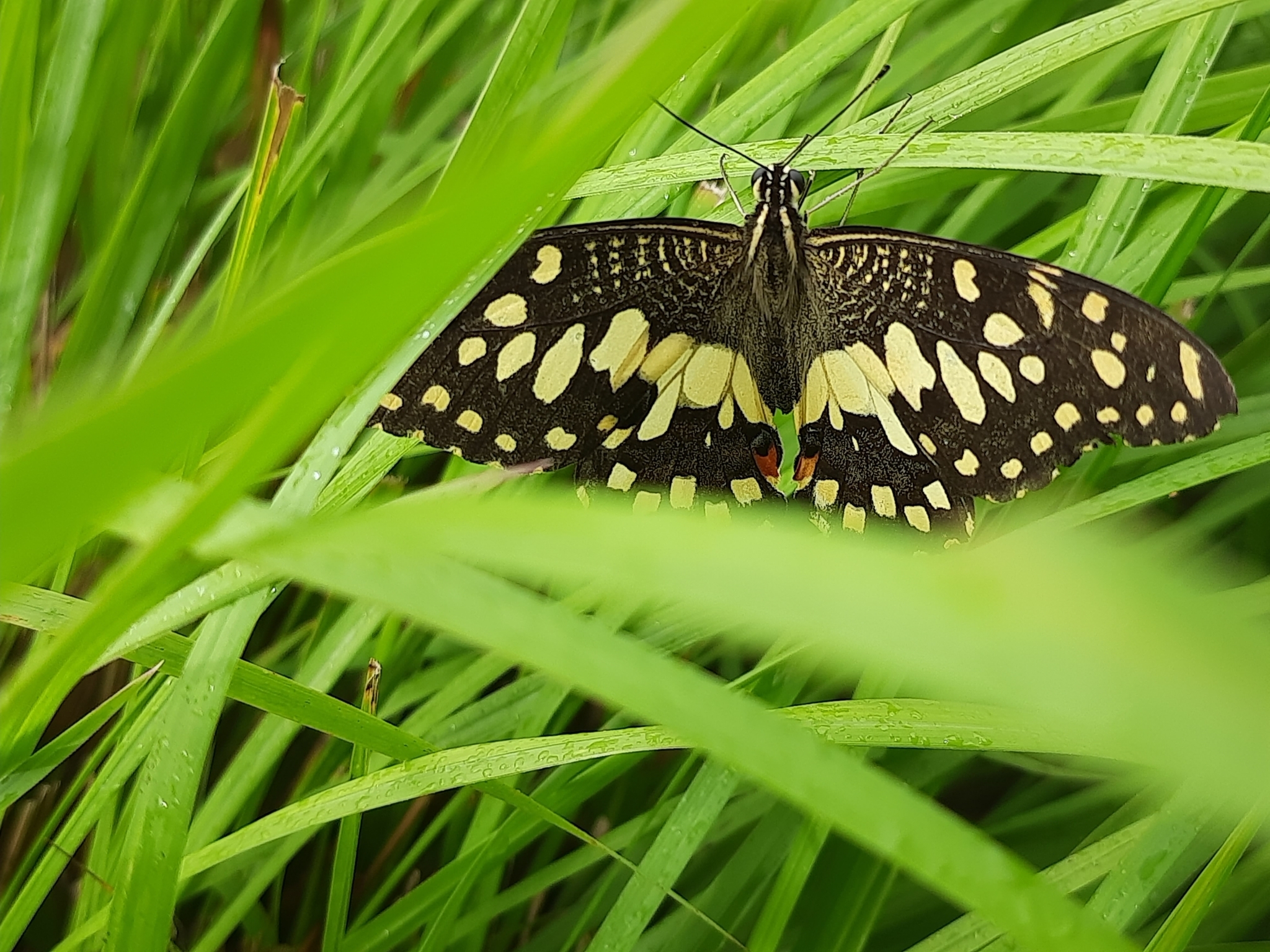 Lime Swallowtail