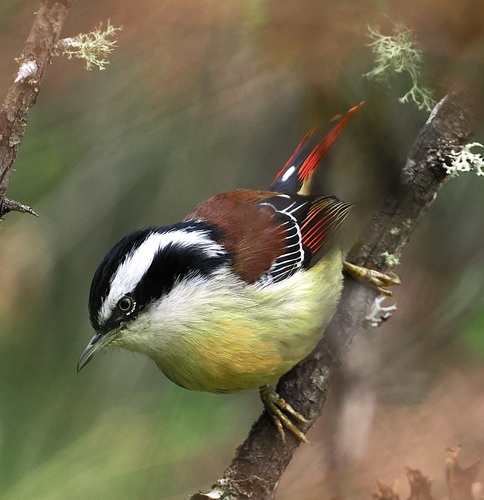 Red-tailed Minla (Minla ignotincta), photo 6