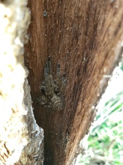 Polybetes pythagoricus