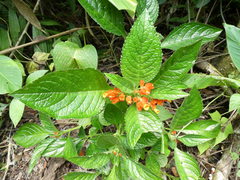 Chrysothemis friedrichsthaliana