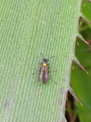 Polybia scutellaris