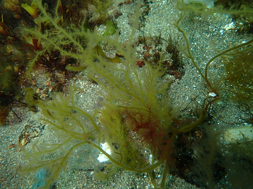 Cystoclonium purpureum observed 2025-06-11