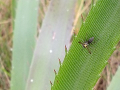 Polybia scutellaris
