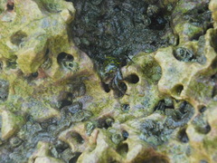 Pachygrapsus socius