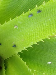 Balacha melanocephala