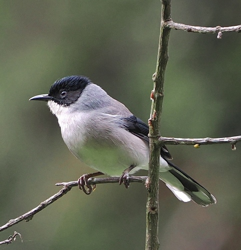 Black-headed Sibia (Heterophasia desgodinsi), photo 4