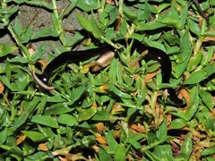 Bipalium univittatum