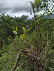 Aruna Gamuz, CC0, iNaturalist via GBIF Elaeodendron glaucum, photograph Aruna Gamuz, CC0, iNaturalist via GBIF