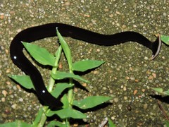 Bipalium univittatum