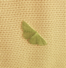 Synchlora aerata