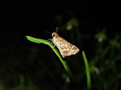 Taractrocera maevius