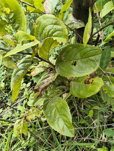 Elaeodendron glaucum, photograph 6