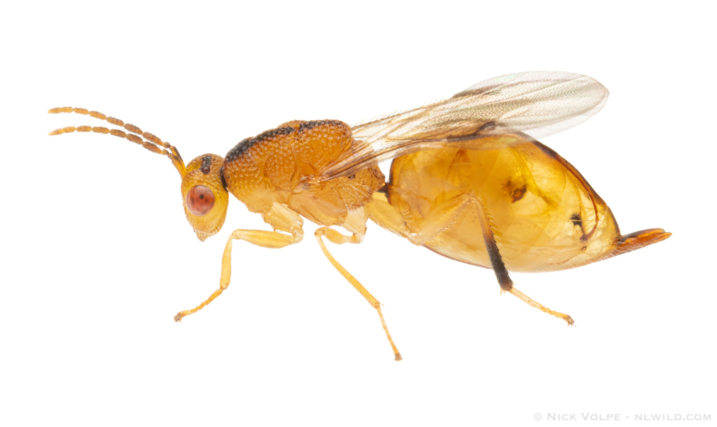 Prodecatoma