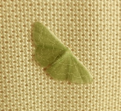 Synchlora aerata