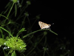 Taractrocera maevius