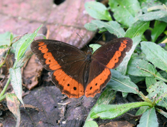 Oxeoschistus simplex