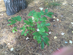 Prunus serotina