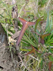 Angiospermae
