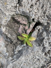Angiospermae