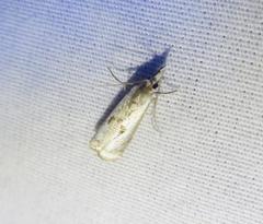 Microcrambus croesus