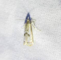 Microcrambus croesus