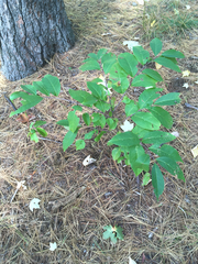 Prunus serotina