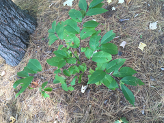 Prunus serotina