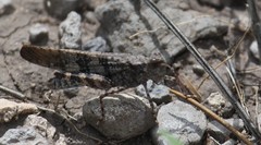 Trimerotropis cyaneipennis