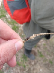 Polybia scutellaris