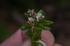 Polanisia dodecandra dodecandra
