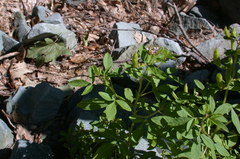 Polanisia dodecandra dodecandra