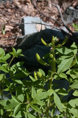 Polanisia dodecandra dodecandra