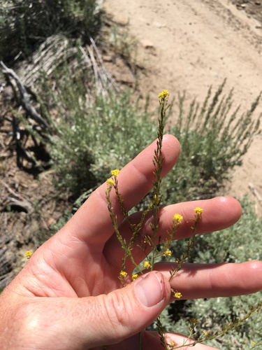 Image of Descurainia californica by (c) Martin Purdy, some rights reserved (CC BY)
