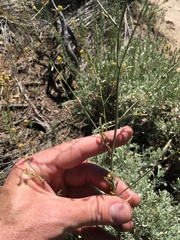 Descurainia californica