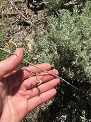 Descurainia californica