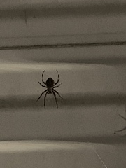 Araneae