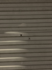 Araneae