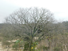 Ceiba trischistandra
